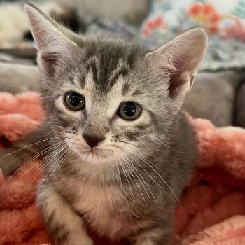 Pisces -  Domestic Short Hair Cat for Adoption in Ashland, Virginia - Pisces | PetCurious