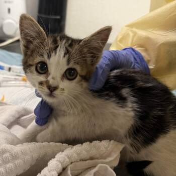 Edith -  Domestic Short Hair Cat for Adoption in Salt Lake City, Utah - Edith | PetCurious