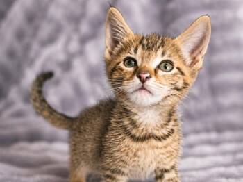 LEO -  Domestic Short Hair Cat for Adoption in Fort Wayne, Indiana - LEO | PetCurious