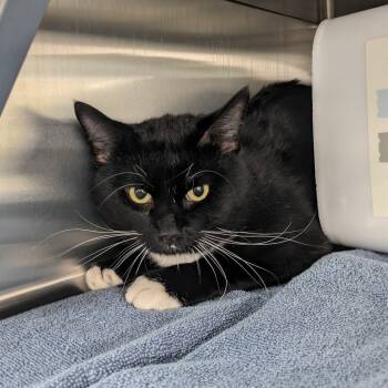 Rescue Domestic Short Hair Cats for Adoption in Manhattan, Kansas - Merv | PetCurious