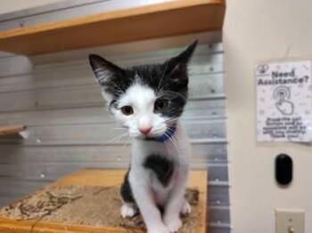 Rescue Domestic Short Hair Cats for Adoption in Lafayette, Indiana - Donald | PetCurious