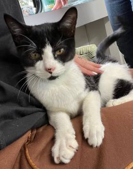 Rescue Domestic Short Hair Cats for Adoption in Eugene, Oregon - Alice | PetCurious