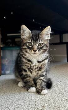 Domestic Medium Hair Cats Available for Adoption - Junebug | PetCurious