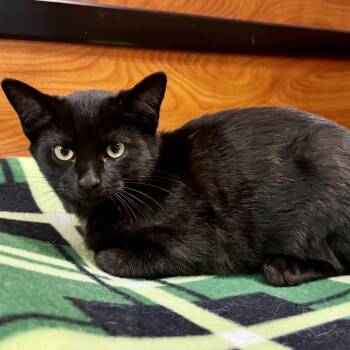 Rescue Domestic Short Hair Cats for Adoption in Memphis, Tennessee - Godric | PetCurious