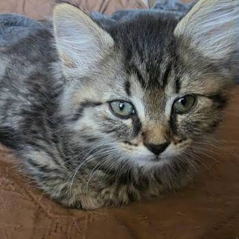 Michael -  Domestic Long Hair Cat for Adoption in Pendleton, Oregon - Michael | PetCurious