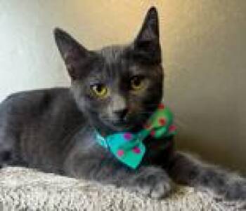 Rescue Domestic Short Hair Cats for Adoption in Winfield, Kansas - Fiesta | PetCurious