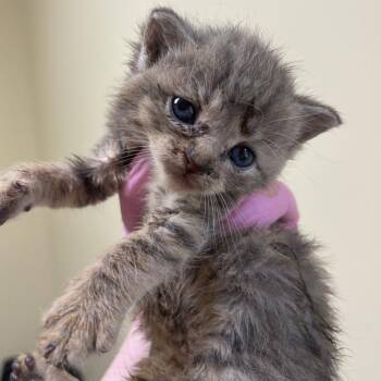 Tigger -  Domestic Short Hair Cat for Adoption - Tigger | PetCurious
