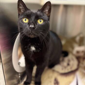 Mariah -  Domestic Short Hair Cat for Adoption in Fairport, New York - Mariah | PetCurious