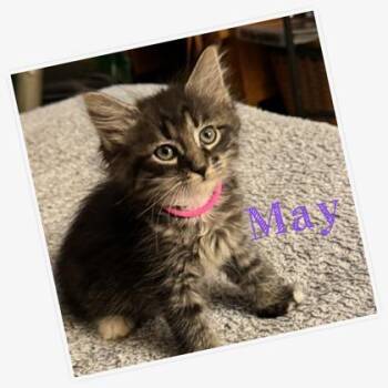 May -  Domestic Medium Hair and Domestic Short Hair Cat for Adoption in Port Republic, Maryland - May | PetCurious