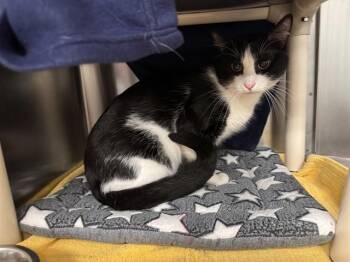 PANDA -  Domestic Short Hair Cat for Adoption in Minneapolis, Minnesota - PANDA | PetCurious