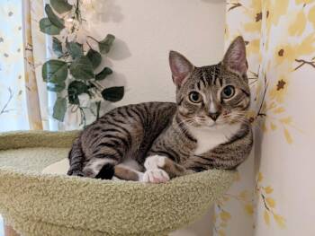 Domestic Short Hair Cats Available for Adoption in Beaverton, Oregon - Glenn With 2 N