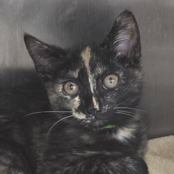 Pixie -  Domestic Short Hair Cat for Adoption in Fort Wayne, Indiana - Pixie | PetCurious