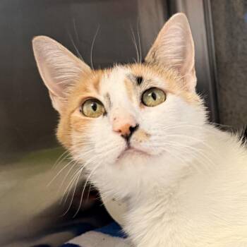 Frenchie -  Domestic Short Hair Cat for Adoption in Palm Springs, California - Frenchie | PetCurious