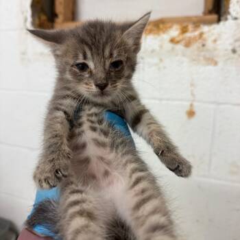 Magic -  Domestic Short Hair Cat for Adoption in Edinburg, Texas - Magic | PetCurious