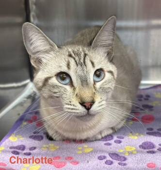 Charlotte -  Silver Cat for Adoption in Las Vegas, Nevada - Charlotte | PetCurious