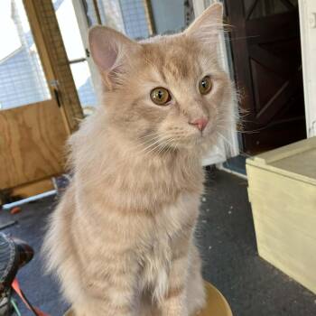 Domestic Long Hair Cats Available for Adoption - Cheeto | PetCurious