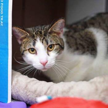 Rocky -  American Bobtail Cat for Adoption in Atlanta, Georgia - Rocky | PetCurious