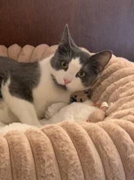 Rescue Domestic Short Hair Cats for Adoption in Berkeley Heights, New Jersey - Dolly | PetCurious