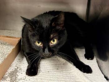 DOUG -  Domestic Short Hair Cat Available for Adoption in Fort Wayne, Indiana - DOUG | PetCurious