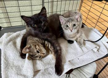 The Breakfast Club - Lucky Charms, Fruity Pebbles, & Boo Berry -  Domestic Short Hair Cat for Adoption in New Berlin, Wisconsin - The Breakfast Club - Lucky Charms, Fruity Pebbles, & Boo Berry | PetCurious