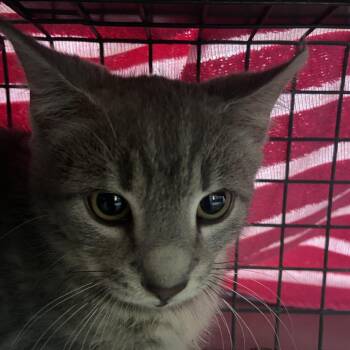 Clark -  Domestic Short Hair Cat for Adoption in Chattanooga, Tennessee - Clark | PetCurious