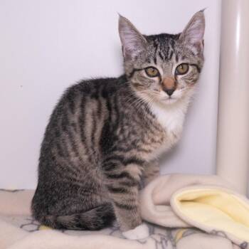 Domestic Short Hair Cats Available for Adoption in Seattle, Washington - Jelly (and Peanut Butter) | PetCurious
