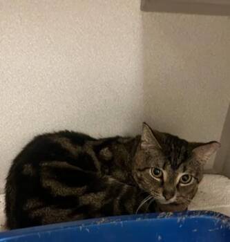 Domestic Short Hair Cats Available for Adoption - Peeta | PetCurious