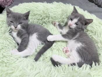 Fig & Olive -  Domestic Short Hair Cat for Adoption in Lemoyne, Pennsylvania - Fig & Olive | PetCurious