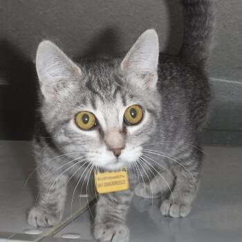 Rescue Tabby Cats for Adoption in Hoquiam, Washington - Petunia - Playful & Social | PetCurious