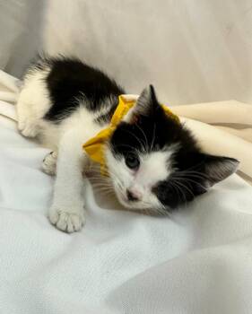 Domestic Short Hair Cats Available for Adoption in Margate, Florida - MIKITTA | PetCurious
