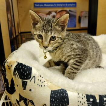Tabby Cats Available for Adoption - Kethric | PetCurious