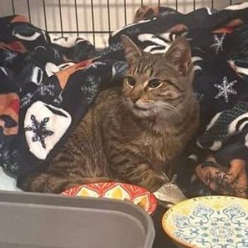 Domestic Short Hair Cats Available for Adoption - Wobbert Peanutson | PetCurious