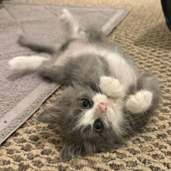 Gryffin -  Domestic Medium Hair Cat for Adoption in Potomac, Maryland - Gryffin | PetCurious