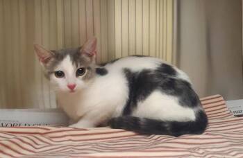 MAD HATTER -  Domestic Short Hair Cat for Adoption in St. Louis, Missouri - MAD HATTER | PetCurious