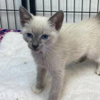 Siamese Cats Available for Adoption in Hawthorne, California - Swiss | PetCurious