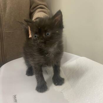 Cadbury -  Domestic Short Hair Cat for Adoption in Chattanooga, Tennessee - Cadbury | PetCurious