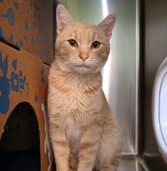Domestic Short Hair Cats Available for Adoption in Sioux City, Iowa - Luca | PetCurious
