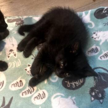 Domestic Short Hair Cats Available for Adoption in Carmel, Indiana - Little Bear @ Petco | PetCurious