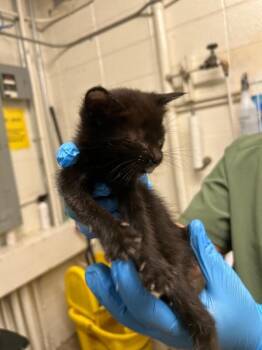 Domestic Short Hair Cats Available for Adoption - Kickflip | PetCurious