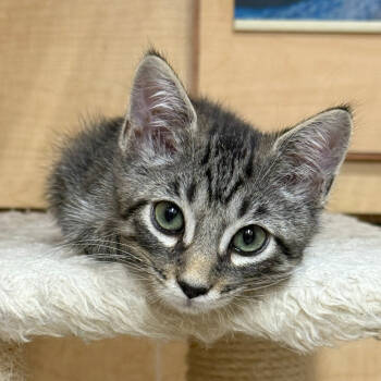 Rescue Domestic Medium Hair Cats for Adoption in Los Angeles, California - Irene | PetCurious