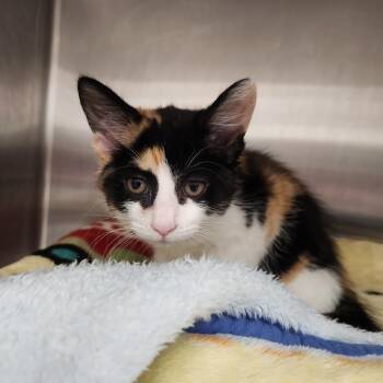 Cali -  Domestic Short Hair Cat for Adoption in Fort Wayne, Indiana - Cali | PetCurious