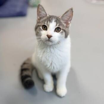 Cotton Candy -  Domestic Short Hair Cat for Adoption in Adrian, Michigan - Cotton Candy | PetCurious