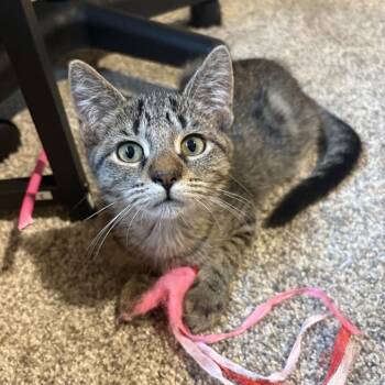 Sophia -  Domestic Short Hair Cat for Adoption in Mondovi, Wisconsin - Sophia | PetCurious