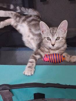 Casey -  Domestic Short Hair Cat for Adoption in Oviedo, Florida - Casey | PetCurious