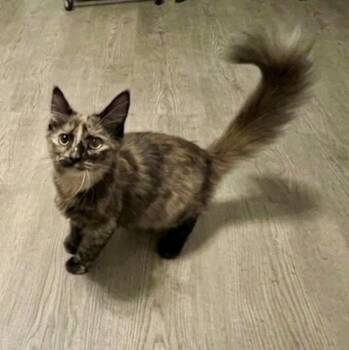 Pickled Pepper -  Domestic Medium Hair Cat for Adoption in Richmond, Virginia - Pickled Pepper | PetCurious