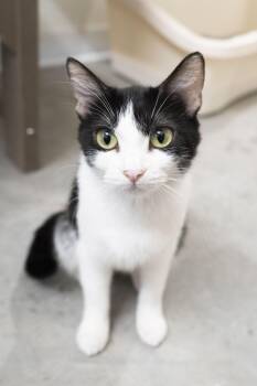 Patience -  Domestic Short Hair Cat for Adoption in Boise, Idaho - Patience | PetCurious