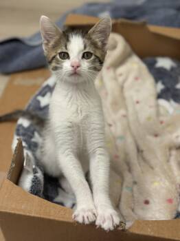 Do-Si-Do -  Domestic Short Hair Cat Available for Adoption in Davis, California - Do-Si-Do | PetCurious
