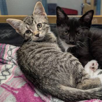 Burger -  Domestic Short Hair Cat for Adoption in Suffolk, Virginia - Burger | PetCurious