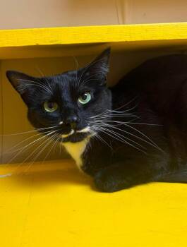 Lily Ann -  Domestic Short Hair Cat for Adoption in Maryville, Missouri - Lily Ann | PetCurious
