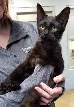 Rescue Domestic Short Hair Cats for Adoption in Jeffersontown, Kentucky - Ellie Rae | PetCurious